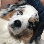 SAM LE POMPIER - @sam._.le._.chien - Instagram