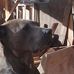 Sam Chon - Facebook