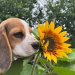 Sam Chuck - @sam.chuck.54 - Instagram