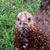 Sam Clausen669 - @sam_clausen08061945 - TikTok