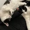 Sam - @_.samclaw - TikTok