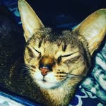 Sam, aka Constance - @sam.constance.fanpage - Instagram