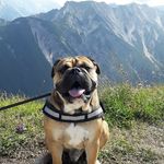 Henry Ehlert - @sam.continental.bulldog - Instagram