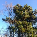 Sam Corcoran - @greenistherain - Instagram