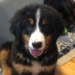 Sam Cosgrove - @bernersamnh - Instagram