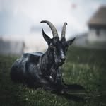 Sam Cotton - @thereal_big_fellah_ - Instagram