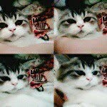 samcutter (cat🐱) - @sam_cutter - Instagram