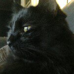 The_random_cat - @samdalessandro - Instagram