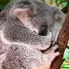 Samia mdarraj  - @samiamdarraj - TikTok