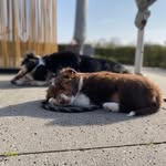 Samdash_bordercollies - @samdash_bordercollies - Instagram