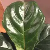 Samantha Dayeh - @samantha.dayeh - TikTok