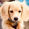 Sam Dear - @mimalovespuppies12 - TikTok