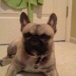 sam dearing - @the_french_grammer - Instagram