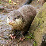 sam defazio - @samtheultraotter - Instagram