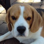 Sam Defelice - @the_beagle_sam - Instagram