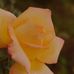 Samantha DeHaven - Facebook