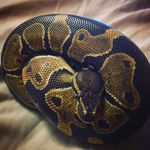 Sam Denman - @sam_the_snake_lover - Instagram