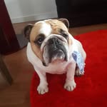 Sam Deschamps Sansão - @sam_bulldog_ - Instagram