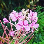 Sam Dewar - @sam_dewar_photography - Instagram