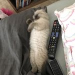 Diddle And Sam - @sam.and.diddle - Instagram