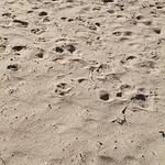 Sam Didier - @pizzaiolosam - Instagram