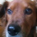 sam Dietrich - @animaljammer330jam - Instagram