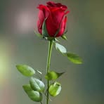Samantha Donato - Facebook