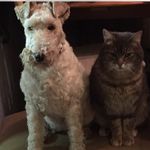 Sam Dowell - @pawpower35 - Instagram