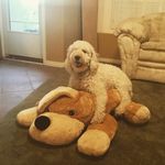 Sam Dowell - @judo_doodle - Instagram