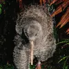 Sam dryden - @natureboynz - TikTok