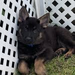Sam Ebert - @ari_the_guardian_gsd - Instagram