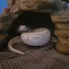 Sammy Eddins - @sammytheanimalperson - TikTok