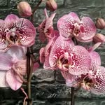 sam elder - @phalaenopsis.orchids - Instagram
