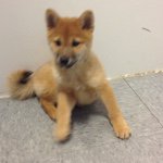 Sam Falcone - @sheba_uni_lover - Instagram
