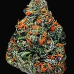 Sam Farid - @samfarid3375 - Instagram