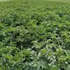 sam the farmer 116 - @samthefarmer116 - TikTok
