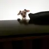 Doggo🐶🐶 - @_samfay_ - TikTok