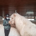Sam Fay + Diva🐴 - @sieberinchen_pony - Instagram