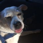 Sam Fels - @samfelsbutwhosbuyin - Instagram