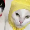 Sam_Fig7 - @sam_figs76 - TikTok