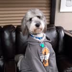 sammy - @samthefurman - Instagram