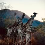 Sam Grobler - Facebook