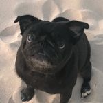 Sam Gibbins - @partypugs03 - Instagram