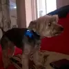 Sam Gillespie - @sam.gillespie7 - TikTok