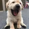 Sam Giunta - @sammy.lovee - TikTok