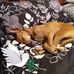 Sam Goad - Facebook
