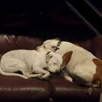 Sam Hanks - @homesteadharvests - Instagram