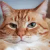 sam_holl - @sam_holl - TikTok