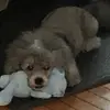 Sam huff - @sam.huff4 - TikTok