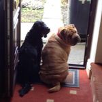 Sam Huntley - @s10dogwalking - Instagram